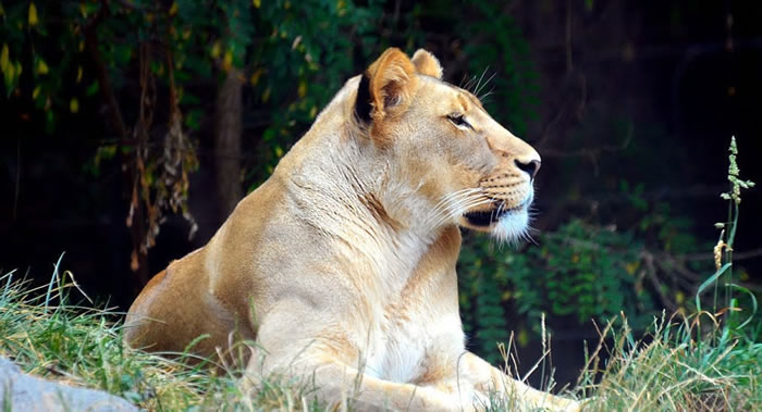 人类侵入野生环境不仅会破坏生态系统 还会增加发生流行病的风险