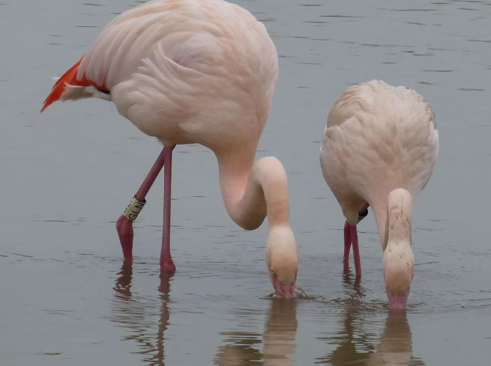《Behavioural Processes》:研究发现火烈鸟会发展出可持续多年的强大友谊
