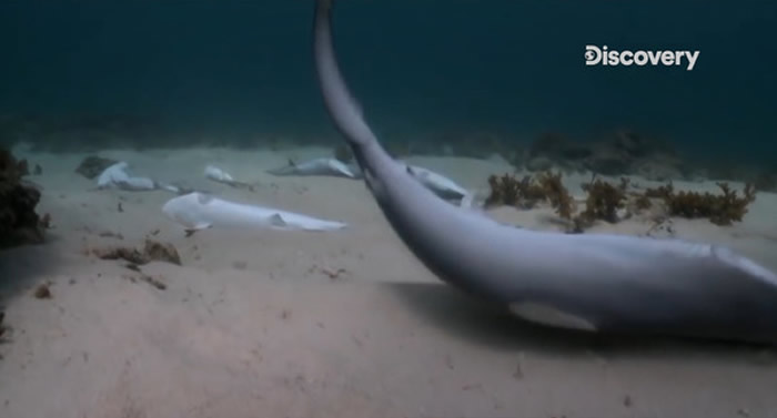 被割去鱼鳍的鲸鱼,只能默默沈入海底、静静等待死亡降临。