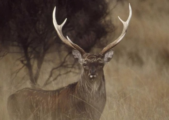 �ɴ�ŭ�����ڹ�¹ ������Ӣ������Ա��������