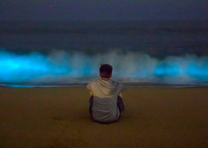 美国摄影师拍到加州纽波特港海滩出现藻类触发的生物发光现象——蓝光