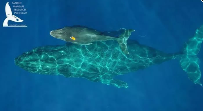 夏威夷大学马诺阿分校研究人员捕获座头鲸“哺乳”的罕见画面