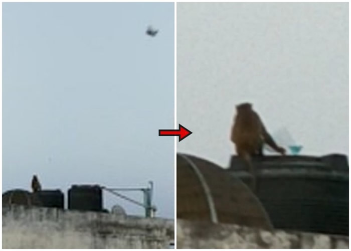 印度民众拍到猴子爬上屋顶放风筝奇景 网民笑言封城加速进化