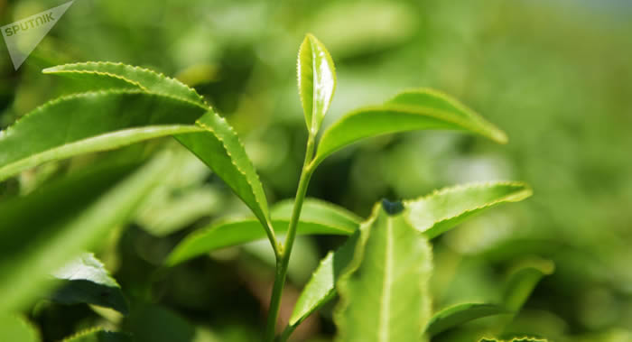 俄罗斯科学家从稻壳和绿茶中提炼出的物质具有抗击疱疹和西尼罗热病毒的活性