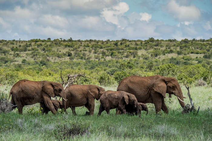 对造访肯尼亚北部洛伊沙巴自然保护区的观光客来说,大象是一大诱因。 由于新型冠状病毒造成观光业崩盘,盗猎者对野生动物的威胁可能更大。 PHOTOGRAPH BY