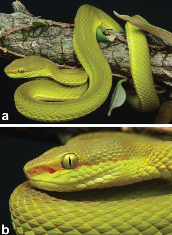 ӡ�ȷ��ֵ���Ʒ���������ԡ��������ء�˹�����ֵ�������������Trimeresurus salazar