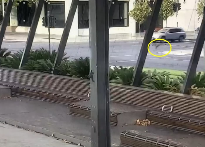 封城令下街上难见人影 澳洲南澳省阿德莱德市内袋鼠随街蹦跳