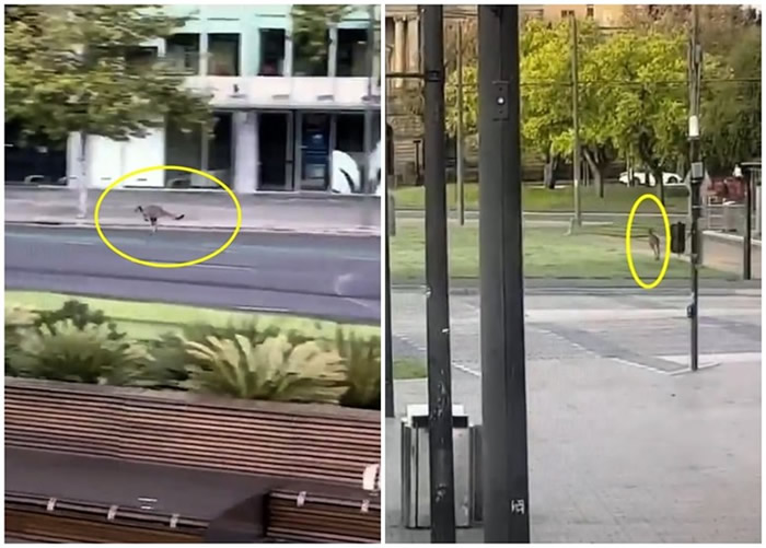 封城令下街上难见人影 澳洲南澳省阿德莱德市内袋鼠随街蹦跳