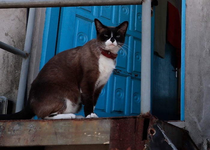 巴西研究发现猫不似表面所见对“铲屎官”漠不关心 与主人分开会焦虑失控