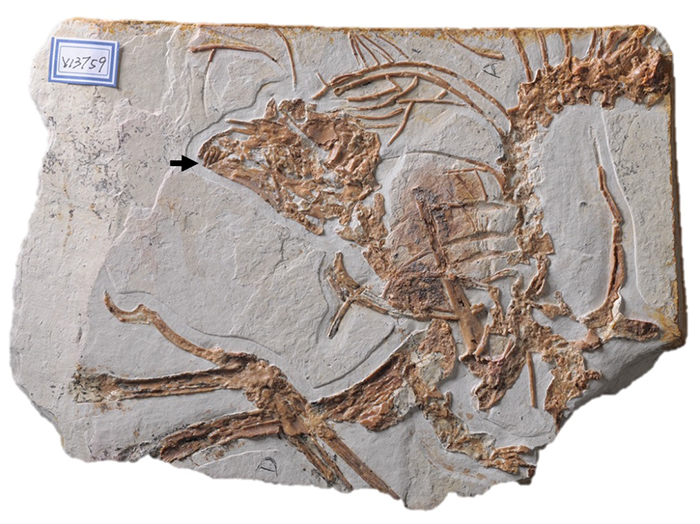 白垩纪早期古鸟类-会鸟的化石标本。收藏于中国科学院古脊椎动物与古人类研究所。(黑色箭头标示牙齿位置)。(李志恒 供图)