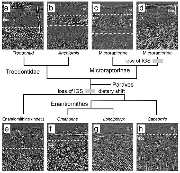 白垩纪古鸟类与小型非鸟兽脚类恐龙的牙齿内部微结构演化(a-伤齿龙, b-近鸟龙, c,d-小盗龙, e-反鸟未定种, f-今鸟类, g-长翼鸟, h-会鸟)。高