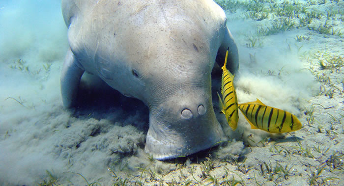 News Channel20Ƶ����̩���ϲ����︮��������ĵ�30ֻ������ɵ�����Ⱥ