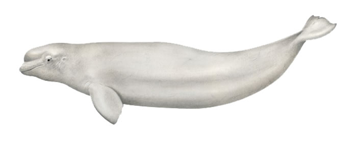 美国康涅狄格州神秘水族馆进口5条加拿大白鲸用于研究的计划引发争议