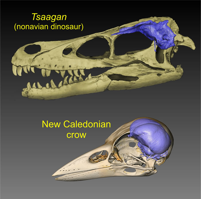 《当代生物学》:研究显示白垩纪末大灭绝之前鸟类和非鸟类恐龙的相对脑容量相似