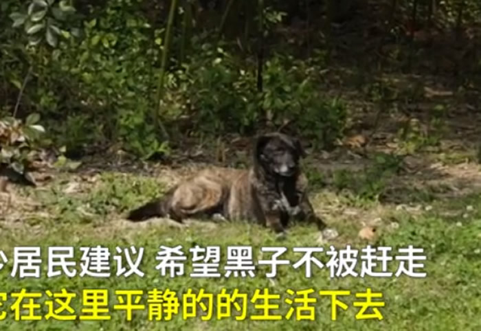 主人回国留下“黑子” 西安忠犬苦等3年