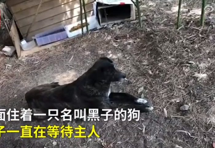 主人回国留下“黑子” 西安忠犬苦等3年