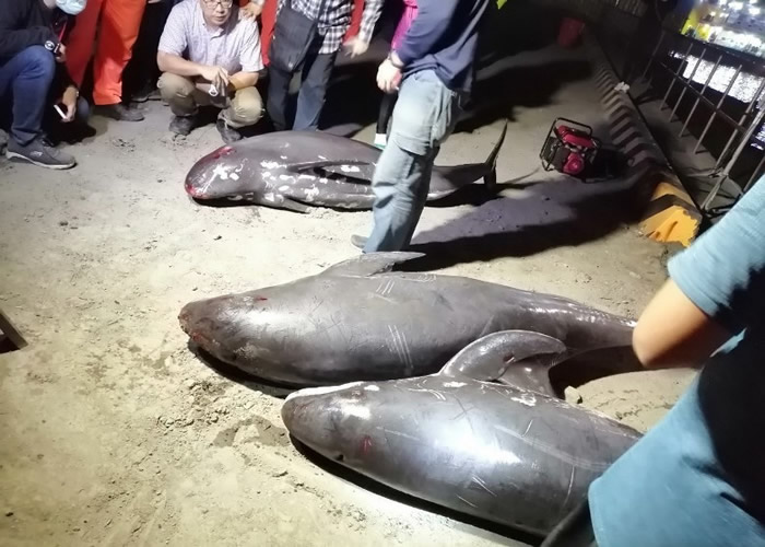 台湾高雄港发现3条小虎鲸搁浅 对开水域10多条杀人鲸在海面徘徊