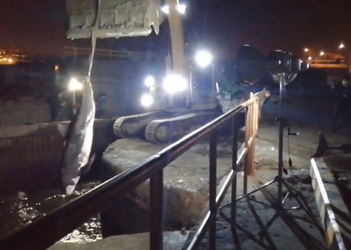 台湾高雄港发现3条小虎鲸搁浅 对开水域10多条杀人鲸在海面徘徊