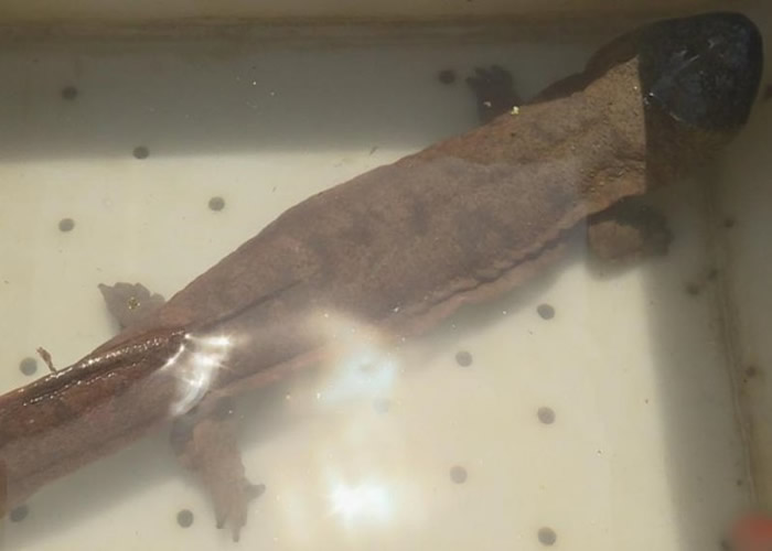 四川宜宾长江流域发现最大野生大鲵(娃娃鱼) 重4.5公斤长近1米