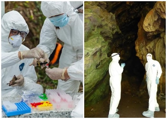 美国“病毒猎人”Peter Daszak指7年前在云南找到的蝙蝠病毒样本与新型冠状病毒相似