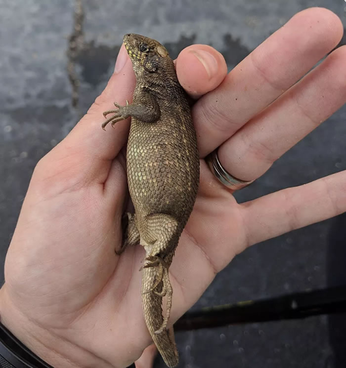 ��Herpetological Review����־�����ִ����嶯����ؼ�¼�����桪��������β��