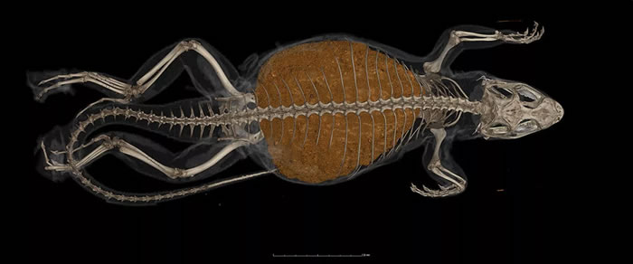 ��Herpetological Review����־�����ִ����嶯����ؼ�¼�����桪��������β��