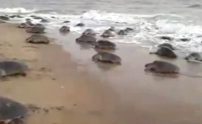 ӡ�ȶ����������̲47.5��ֻ��P���������� 7�����׼�