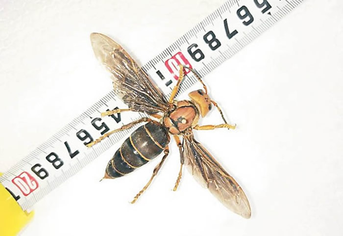 俗称“杀人蜂”的大虎头蜂出没北美危及蜜蜂 昆虫学家拟捕杀