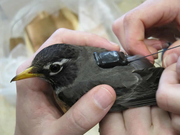 天气变热雪提早融化 旅鸫(美洲知更鸟)提前北迁