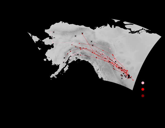 天气变热雪提早融化 旅鸫(美洲知更鸟)提前北迁