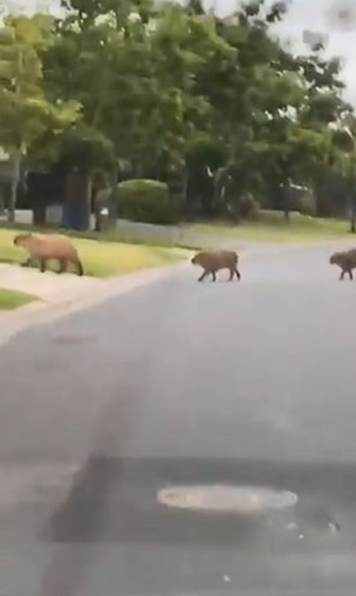 停车等3只水豚过马路 后方居然还有一群