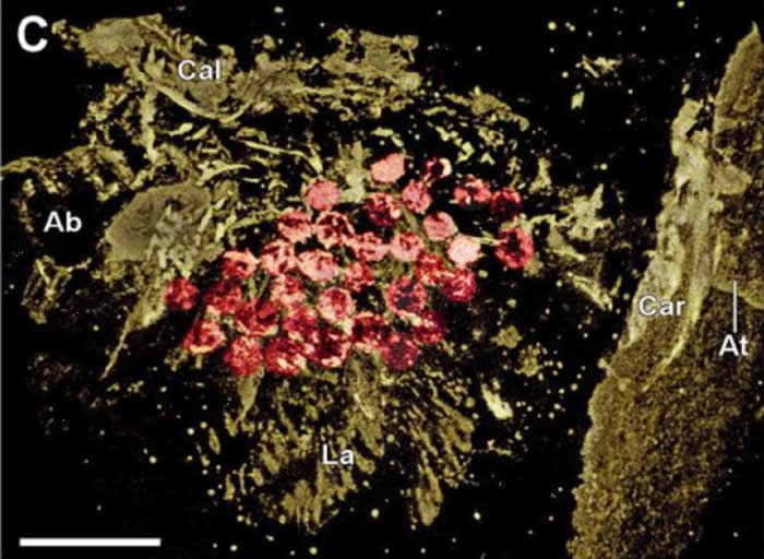 (计算机断层扫描技术(MICRO-CT)对“卵形川滇虫”(Chuandianella ovata)卵的重建图)