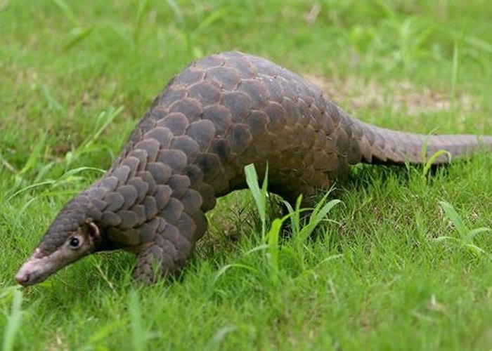 ����Ȼ�����¹ڲ��������Ǵ�ɽ�������𲡶�����Ľ��