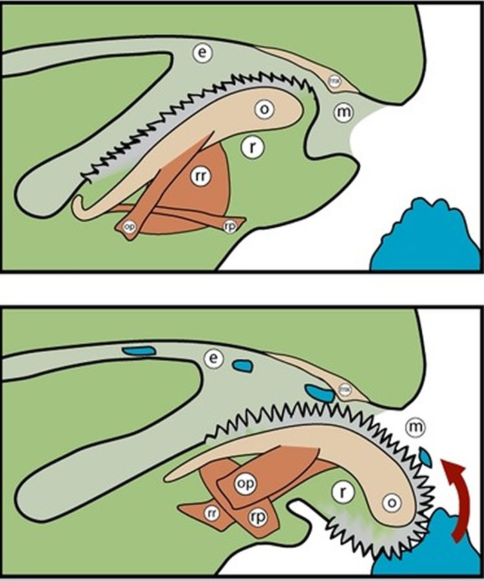 �������������Ķ�������ţ ӵ��2��6000������