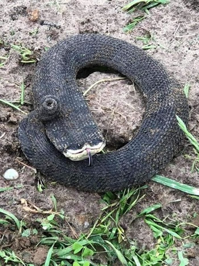 路边遇到“头部断一截”的超扁怪蛇是什么生物? 网友:猪鼻蛇