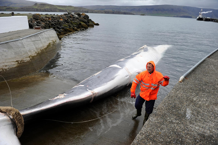 2013年捕鲸季抓到的第一头长须鲸(fin whale),被带到位于冰岛雷克雅维克(Reykjavik)外的鲸鱼峡湾(Hvalfjörður)