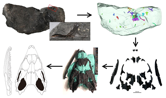 侏儒黑山龙(Heishanosaurus pygmaeus)形态学研究的方法流程(董丽萍供图)