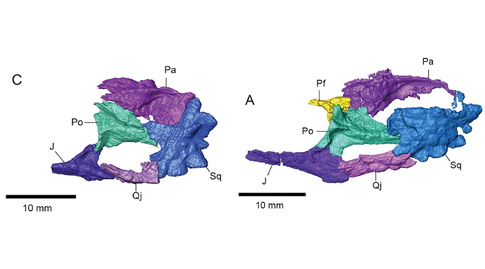 侏儒黑山龙(Heishanosaurus pygmaeus)(左图)和侏罗青龙(Coeruleodraco jurassicus)(右图)的颞区骨骼侧面观(董丽