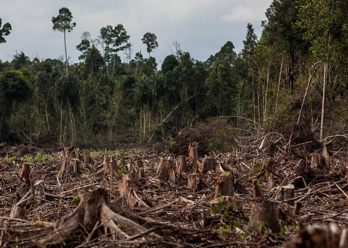 巴西政府派出3800名士兵前往亚马逊雨林打击非法砍伐活动