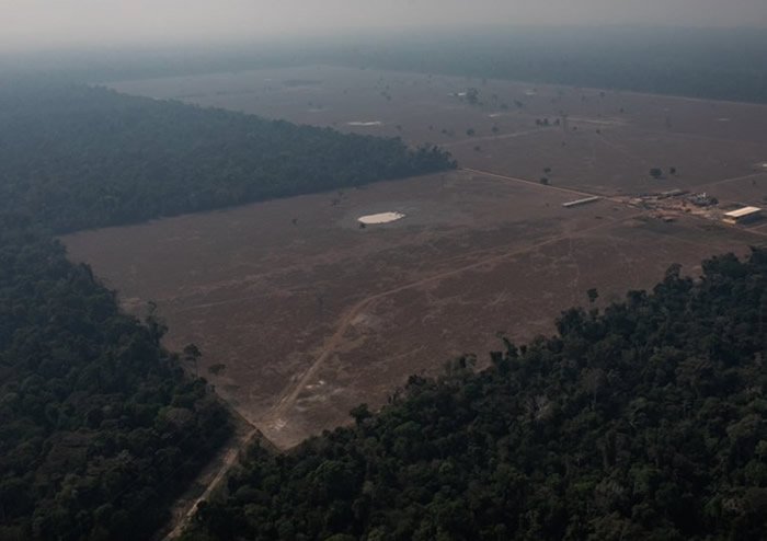 巴西国家太空研究院:亚马逊树林上月被毁面积较去年同期增加64%
