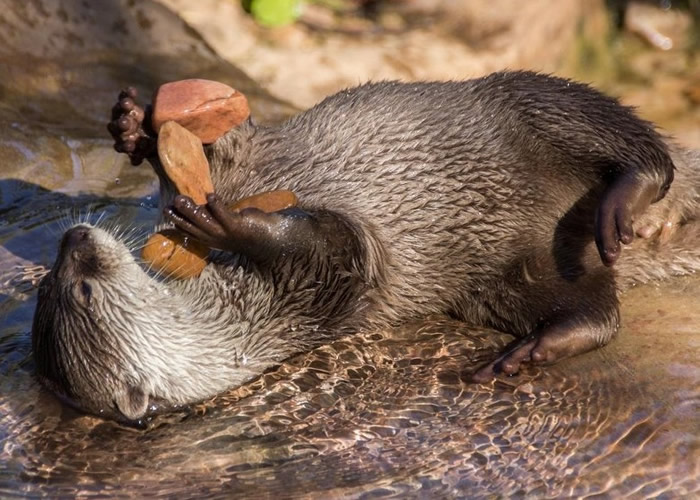 英国埃克塞特大学发表研究报告指水獭对石头情有独钟的原因或与肚饿有关