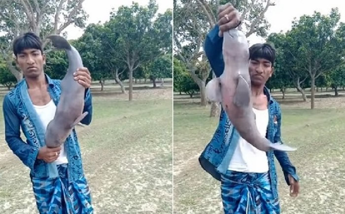 印度濒临灭绝的恒河豚相隔30年首度出现在加尔各答 却被当地民众捞起虐待