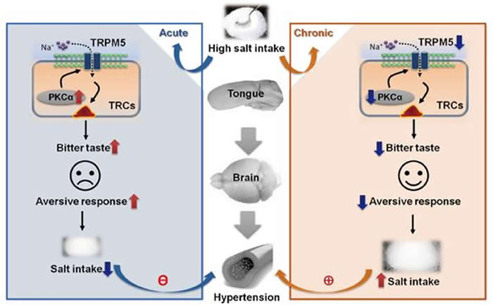 ���ڸ������뵼��TRPM5��������