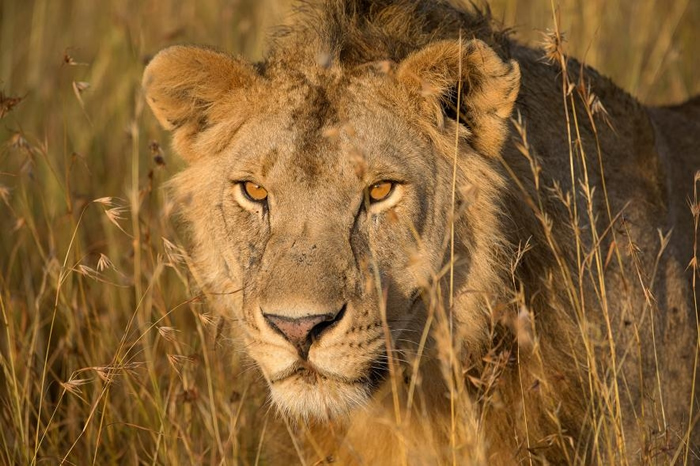 ��̹ɣ���ǵĳ����£�һͷ����ʨ�����߸ߵĲݴԡ� PHOTOGRAPH BY MELISSA GROO�� NAT GEO IMAGE COLLECTION