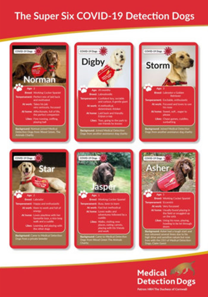 英国开始实验训练“嗅探犬”闻出谁是新冠病毒的感染者 锁定拉布拉多犬和可卡犬