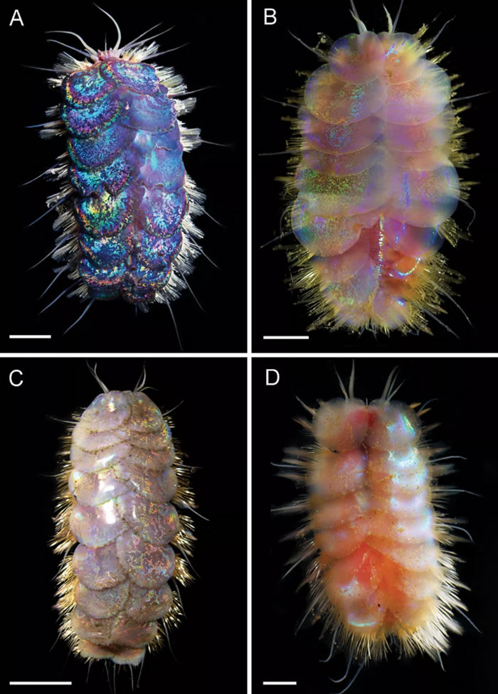 ��ZooKeys����־�����������������·��ֵ���ʰ�쵵����Ƭ���