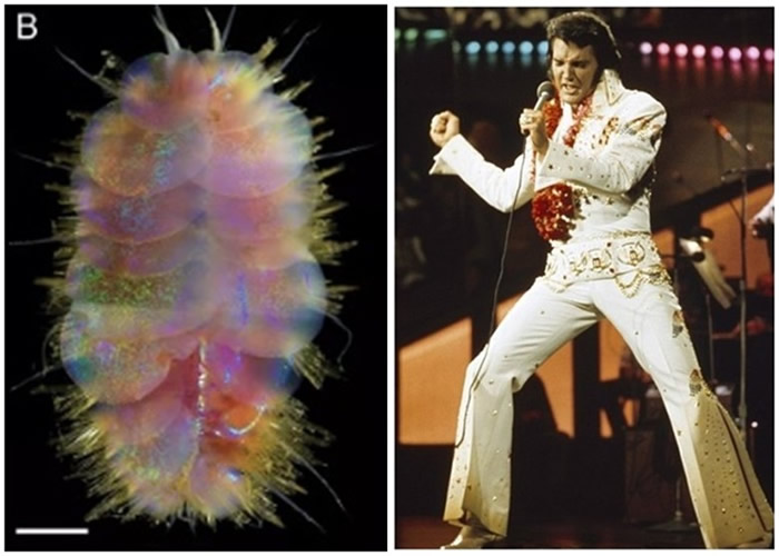 ��Ƭɫ�ʰ�쵵���Ʒ�������ԡ�è��������������è���۳桱Peinaleopolynoe Elvis