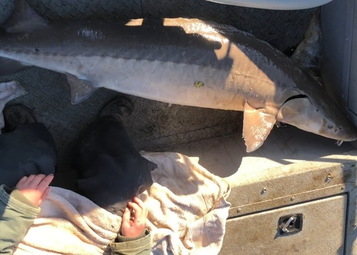 美国田纳西州9岁男童钓获重逾36公斤巨型湖鲟