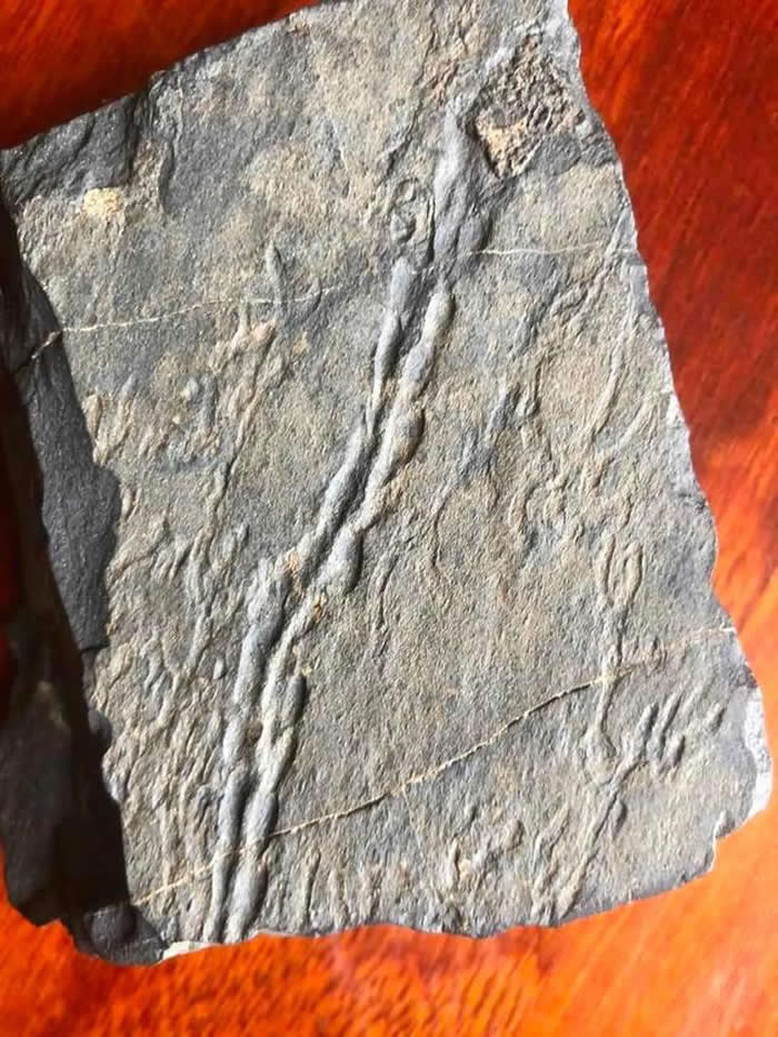 青海省玉树州曲麻莱县巴干乡巴达村通天河岸发现岩画?专家称或是侏罗纪时期虫迹化石