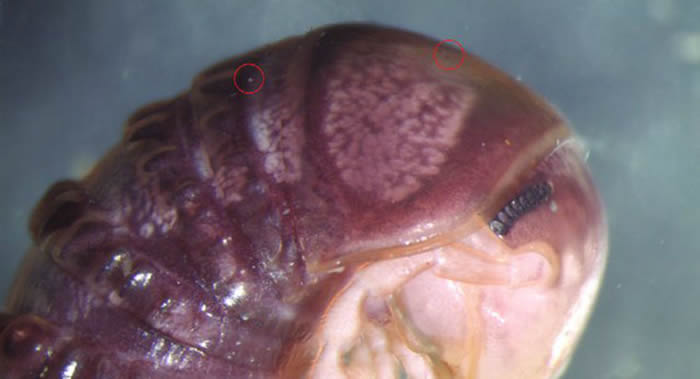 通过推特发现新型寄生真菌 并用推特为其命名Troglomyces twitteri